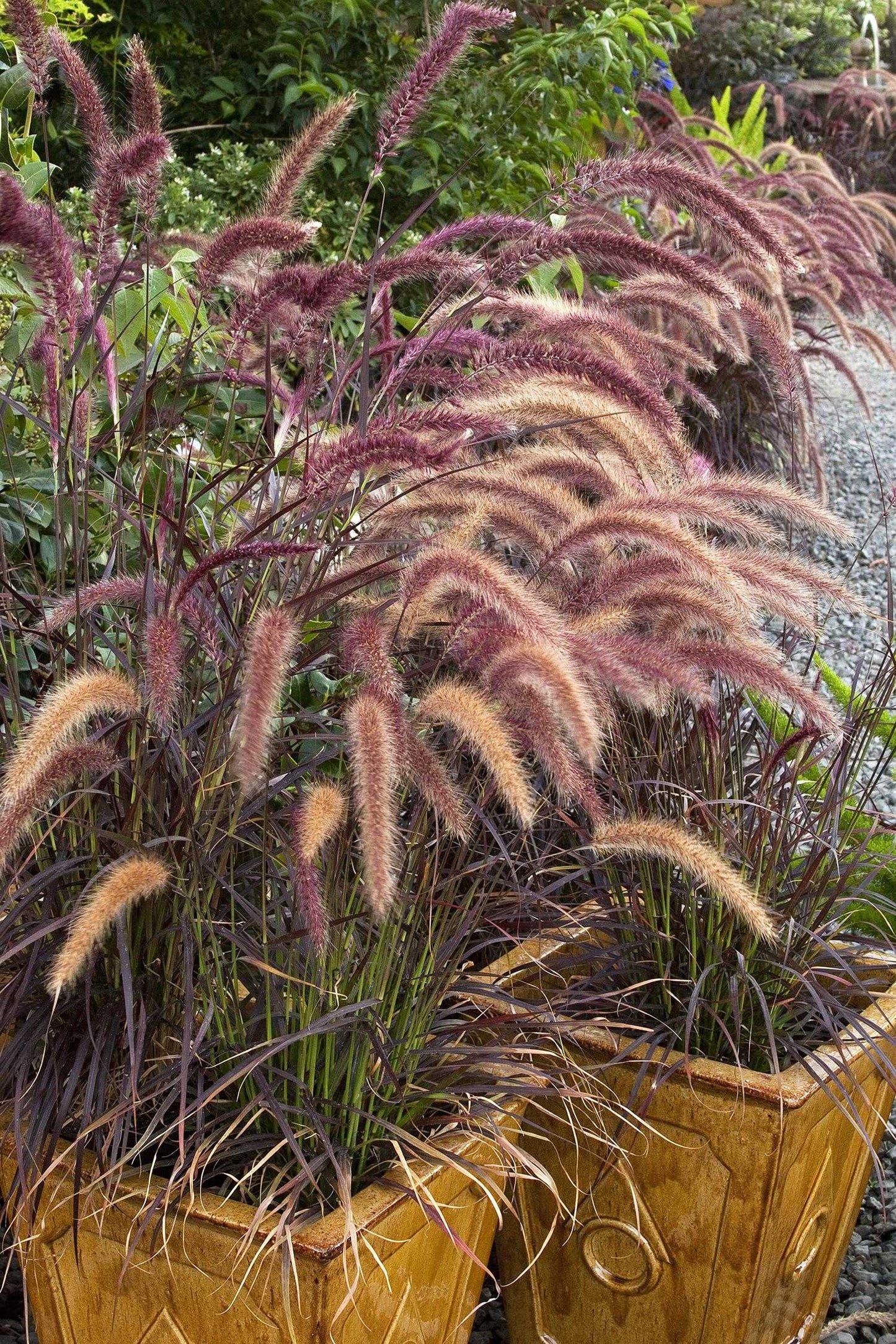PURPLE FOUNTAIN GRASS 1gal