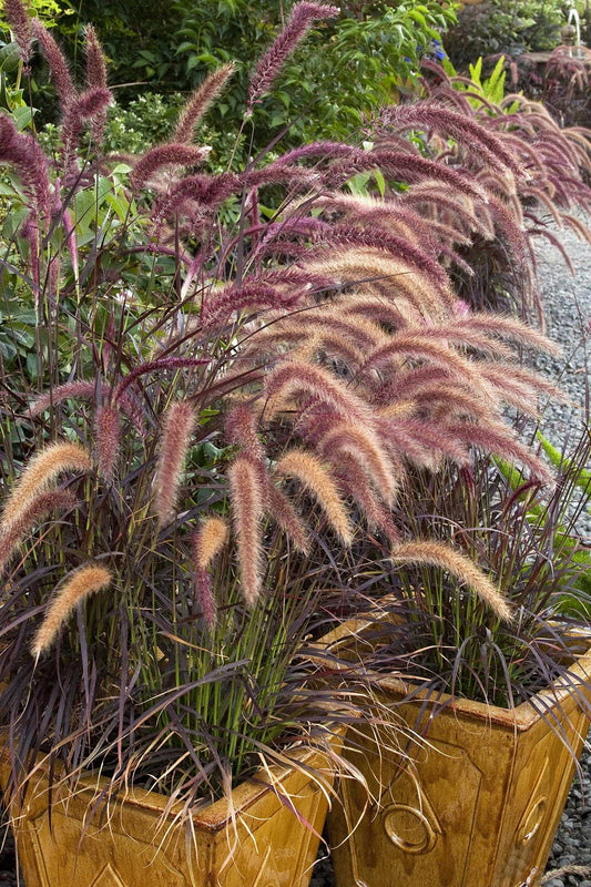 PURPLE FOUNTAIN GRASS 1gal