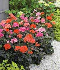 ASSORTED GERANIUM 1gal