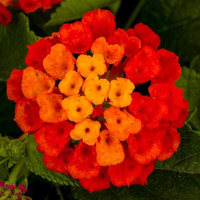 HOT BLOODED LANTANA 1gal