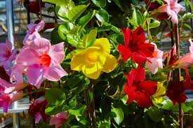 MANDEVILLA 1gal