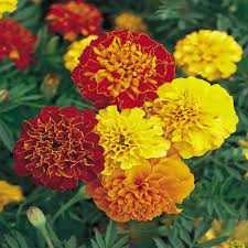 ASSORTED MARIGOLD 6pk