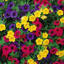 CALIBRACHOA ASSORTED 1 GAL