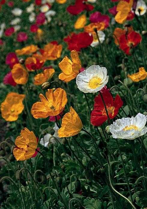 CALIFORNIA POPPY 1gal