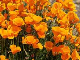 CALIFORNIA POPPY 1gal