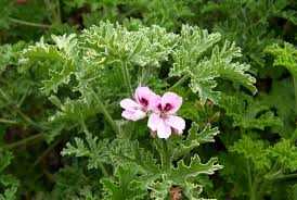 SCENTED GERANIUM 1gal