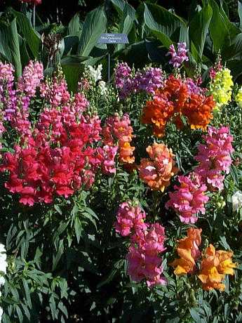 ASSORTED SNAPDRAGONS 4in