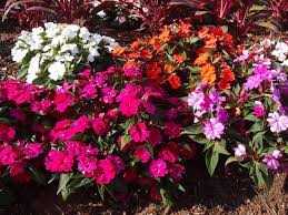 ASSORTED SUNPATIENS 4in