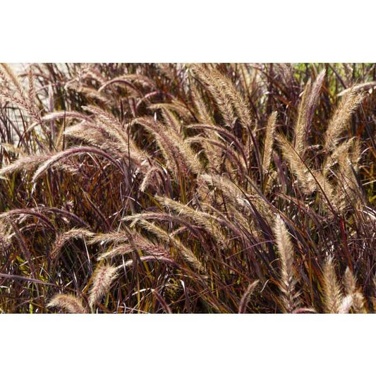 RED FOUNTAIN GRASS 2gal