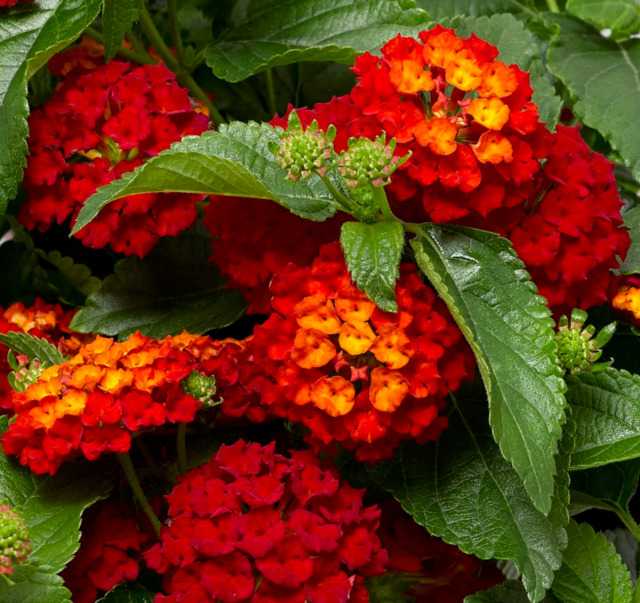 HOT BLOODED LANTANA 2gal
