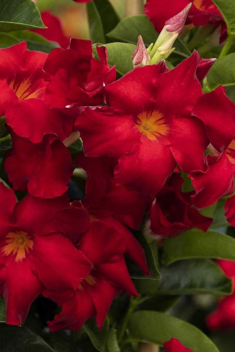 TROPICAL BREEZE VELVET MANDEVILLA 2gal