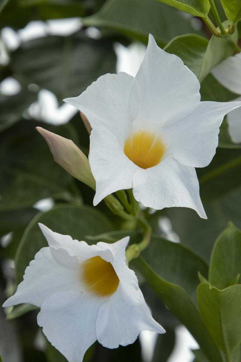 SUNVILLA WHITE MANDEVILLA 2gal
