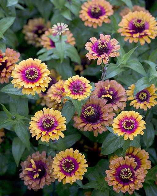 ZINNIA 6pk
