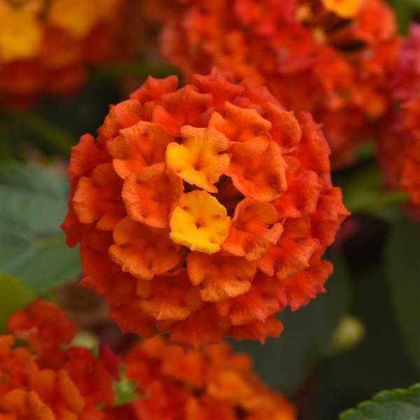 SHAMROCK LANTANA 3gal