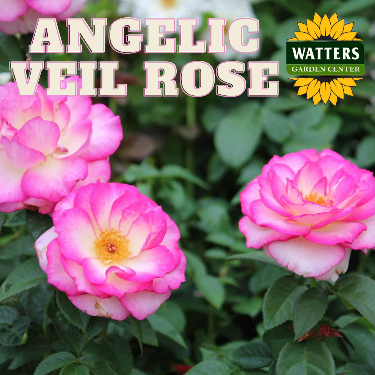 ANGELIC VEIL ROSE 3gal