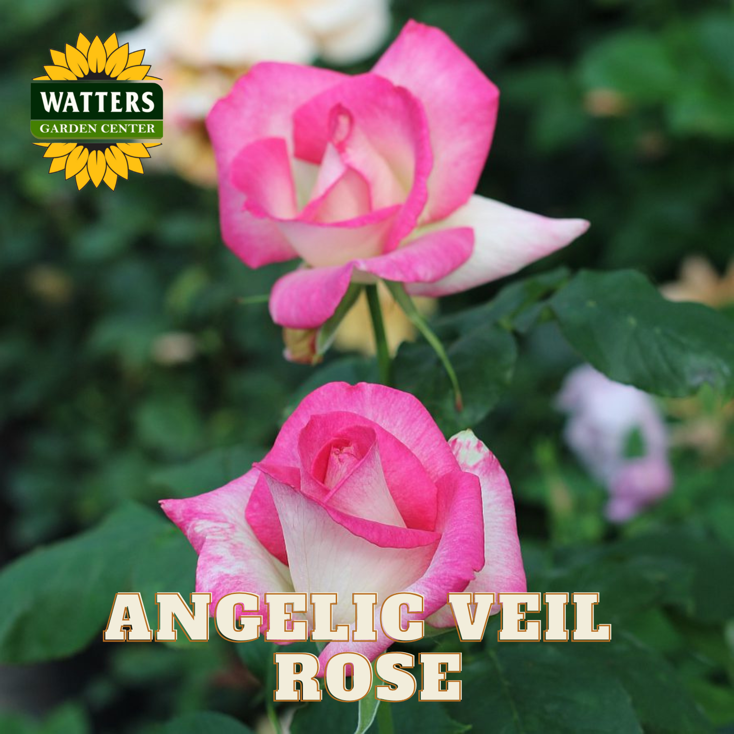 Pink rose with 'Watters Garden Center' logo and 'Angelic Veil Rose' text.