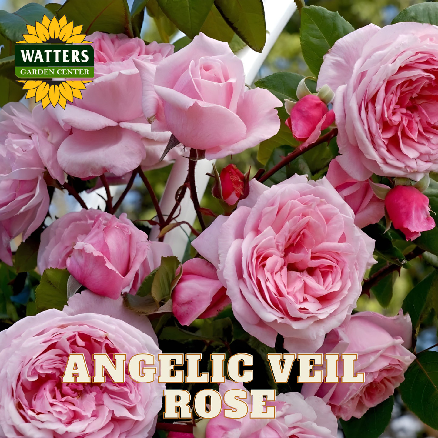Pink roses with 'Watters Garden Center' logo and 'Angelic Veil Rose' text.
