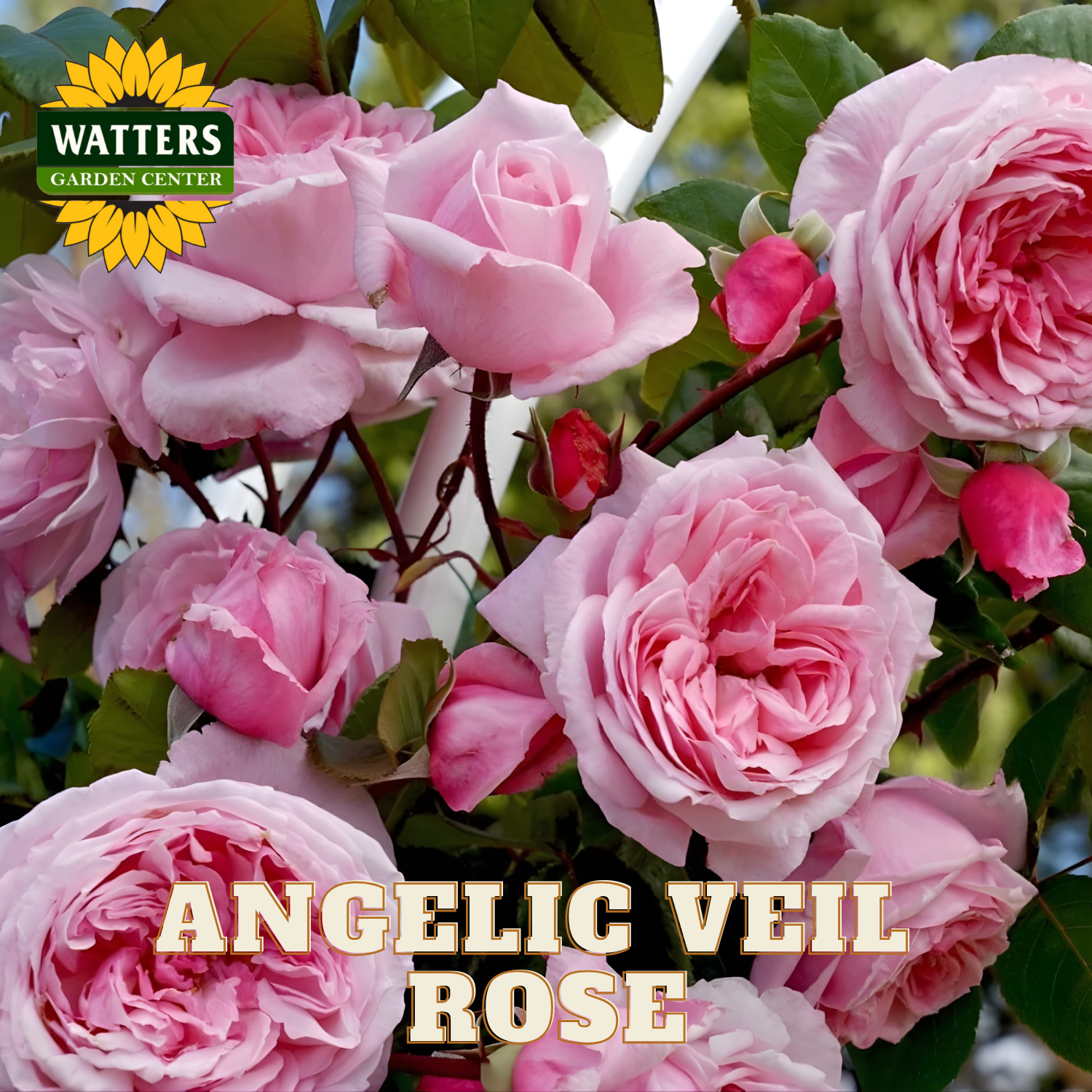 Pink roses with 'Watters Garden Center' logo and 'Angelic Veil Rose' text.