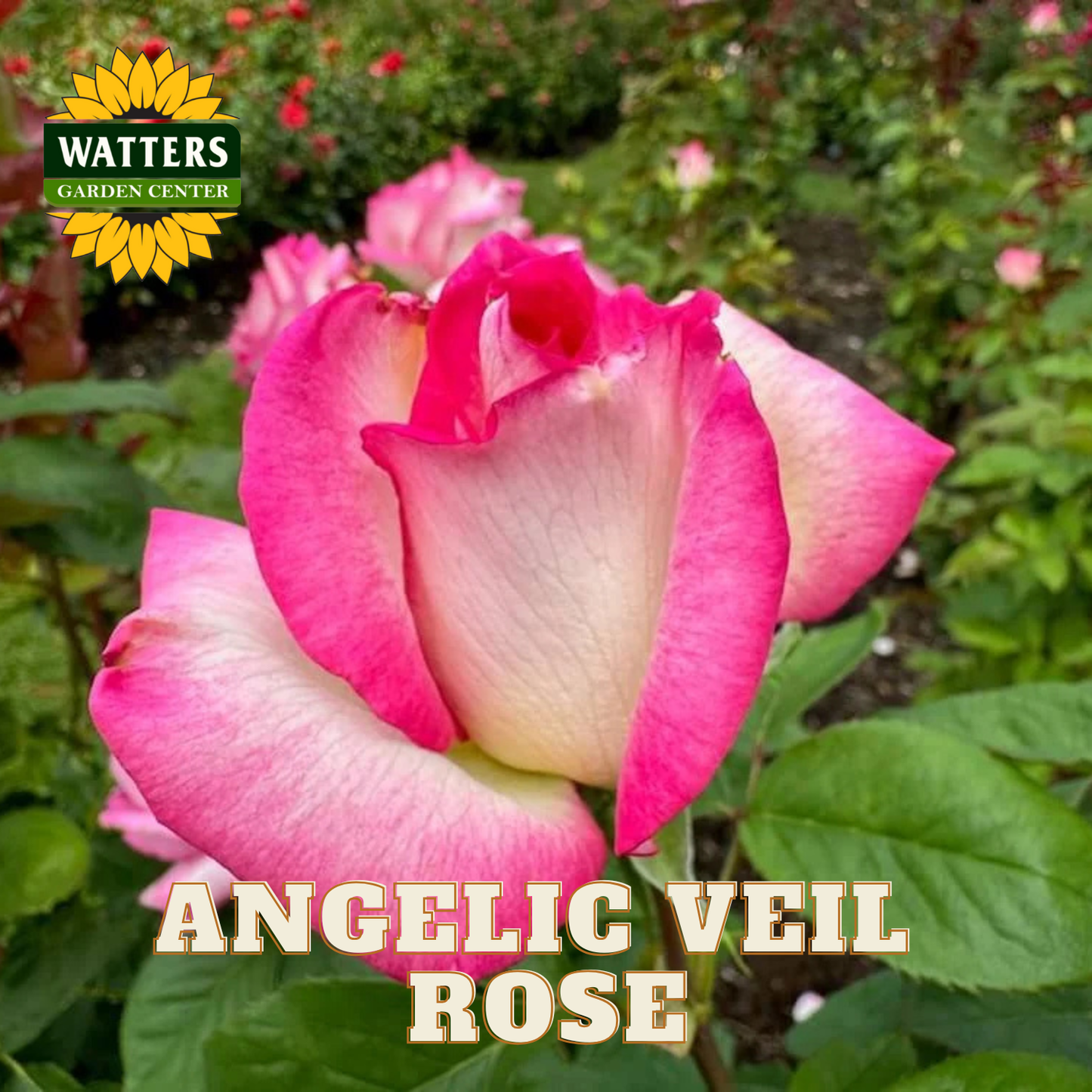 Pink rose with 'Watters Garden Center' logo and 'Angelic Veil Rose' text.