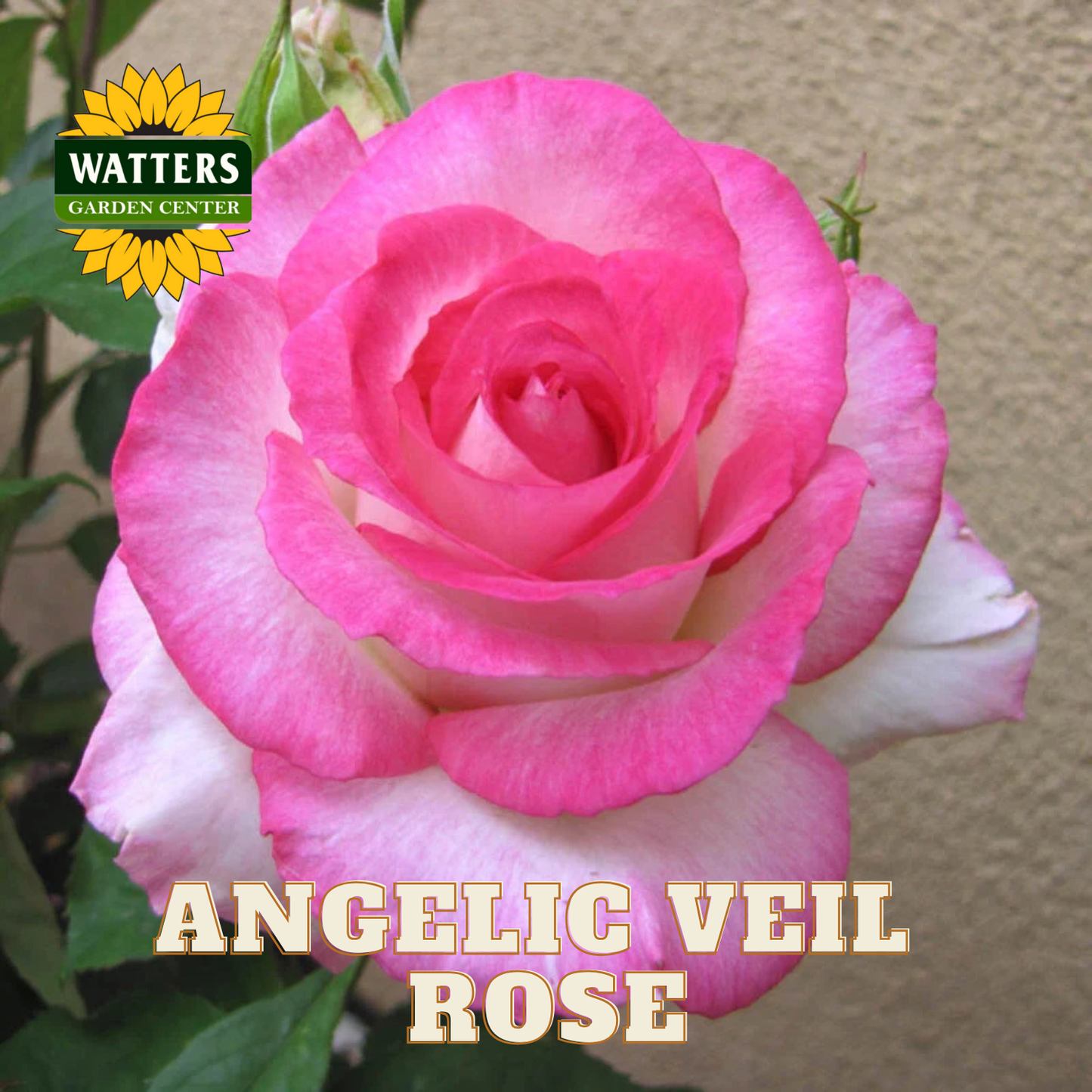 Pink rose with 'Watters Garden Center' logo and 'Angelic Veil Rose' text.