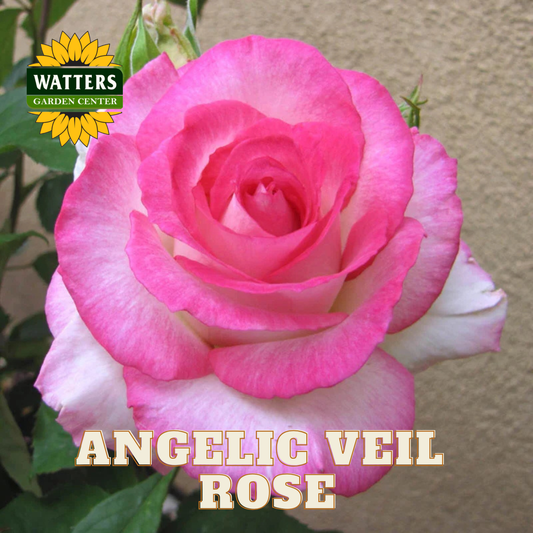 Pink rose with 'Watters Garden Center' logo and 'Angelic Veil Rose' text.