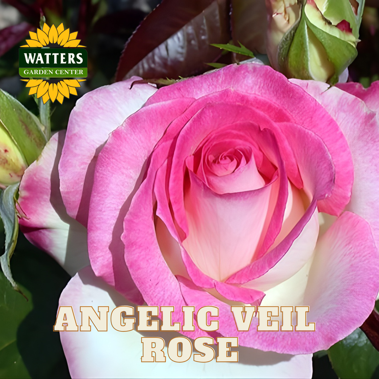 Close-up of a pink rose with 'Watters Garden Center' logo and 'Angelic Veil Rose' text.
