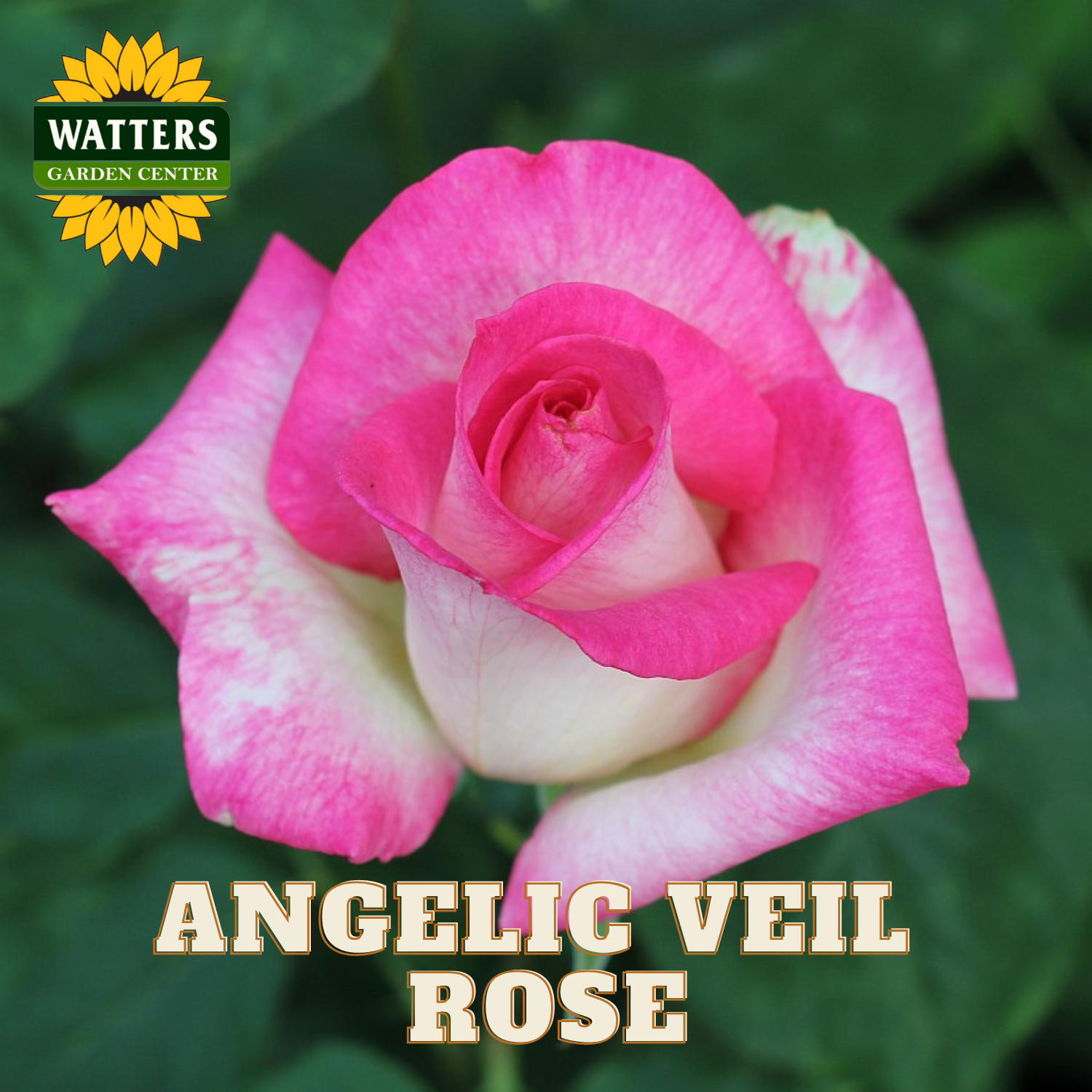 Pink rose with 'Watters Garden Center' logo and 'Angelic Veil Rose' text.
