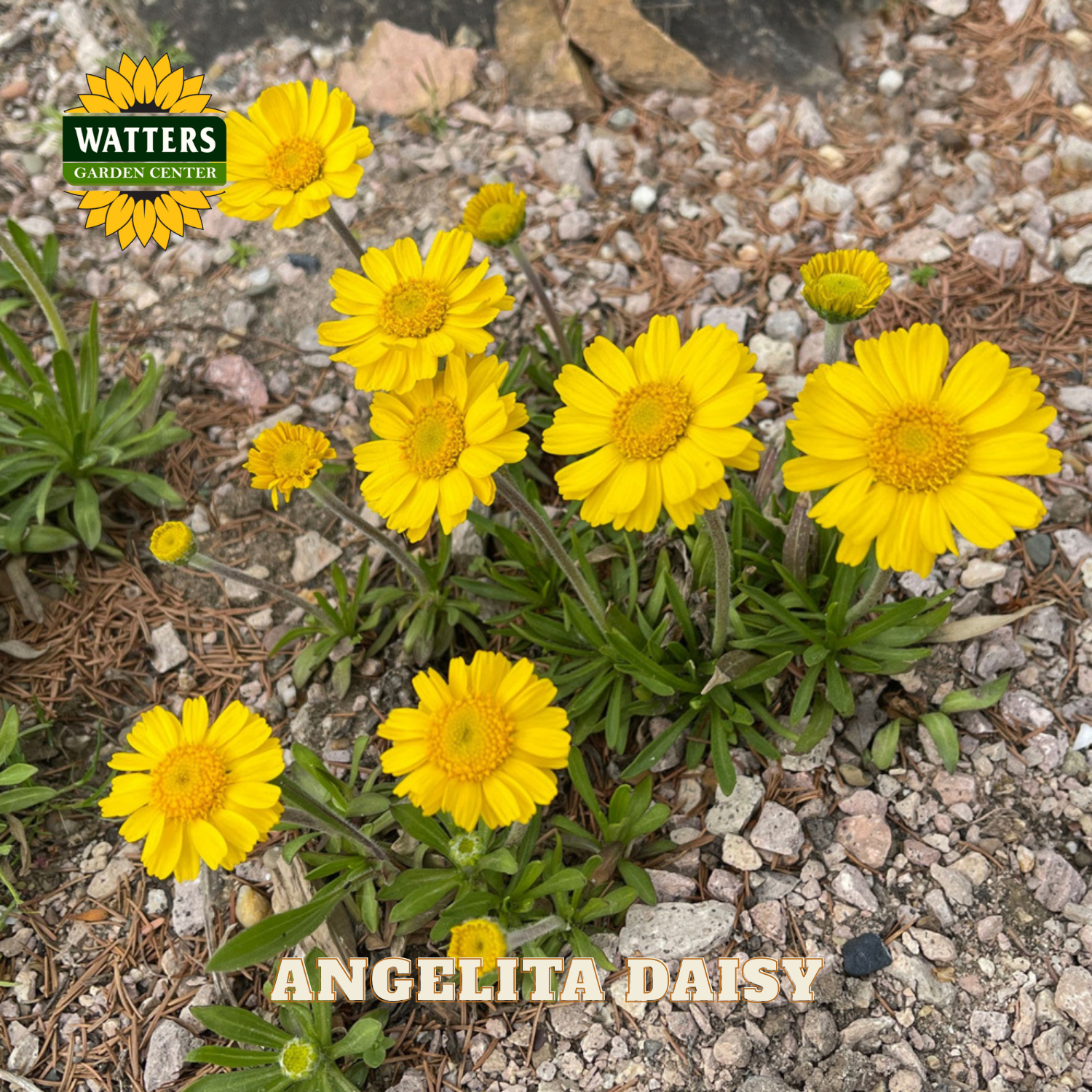 Yellow daisies on a gravel surface with Watters Garden Center branding.