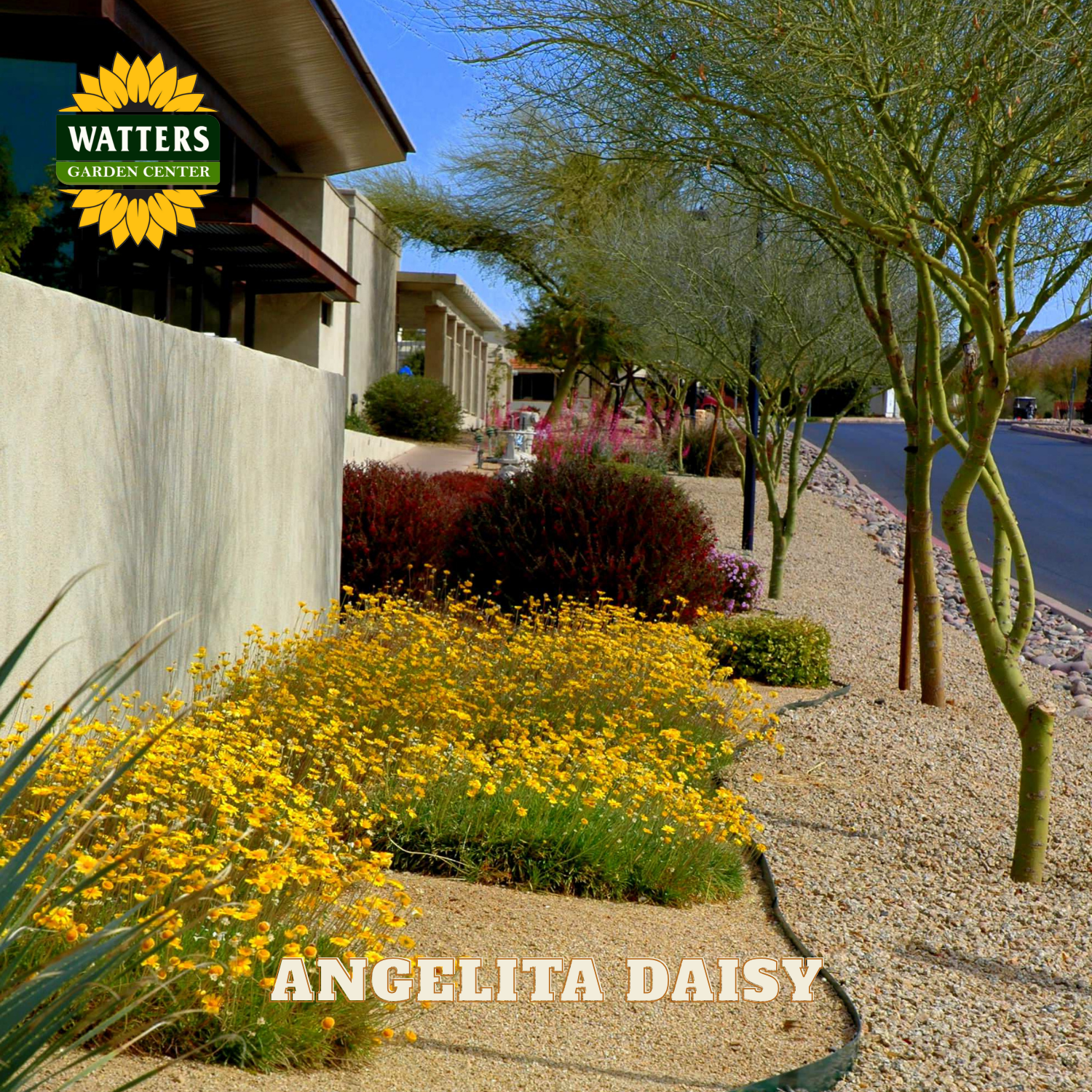 Garden scene with 'Angelita Daisy' flowers and Watters Garden Center branding.