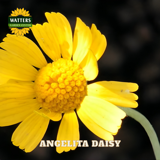 Yellow angelita daisy flower with Watters Garden Center branding.