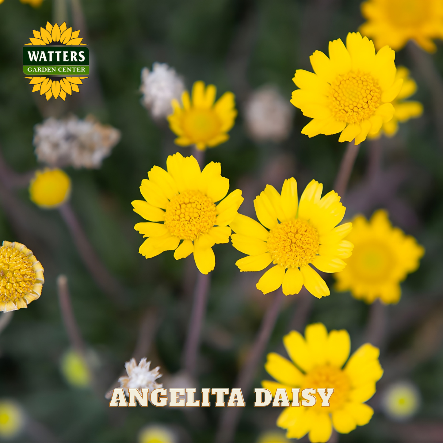 Yellow Angelita daisies with Watters Garden Center logo in the corner.