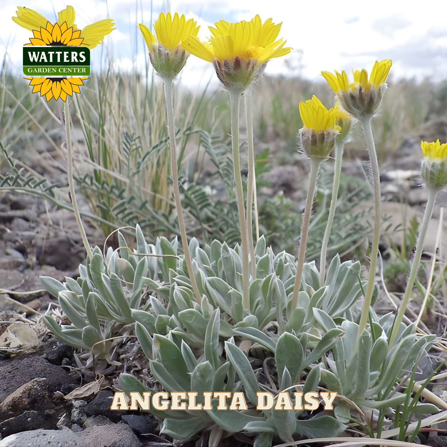 Yellow daisy-like flowers with green leaves on a natural background, featuring Watters Garden Center branding.