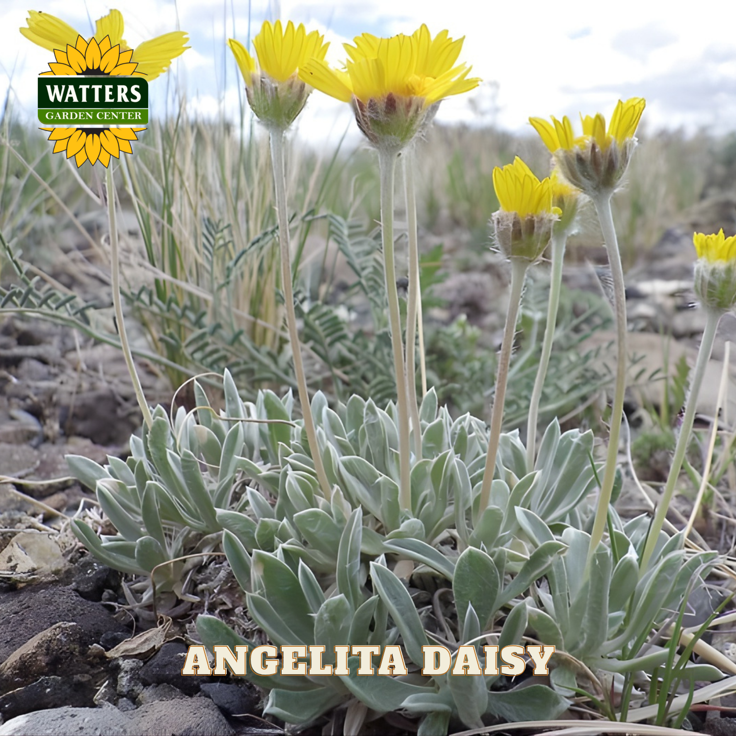 Yellow daisy-like flowers with green leaves on a natural background, featuring Watters Garden Center branding.
