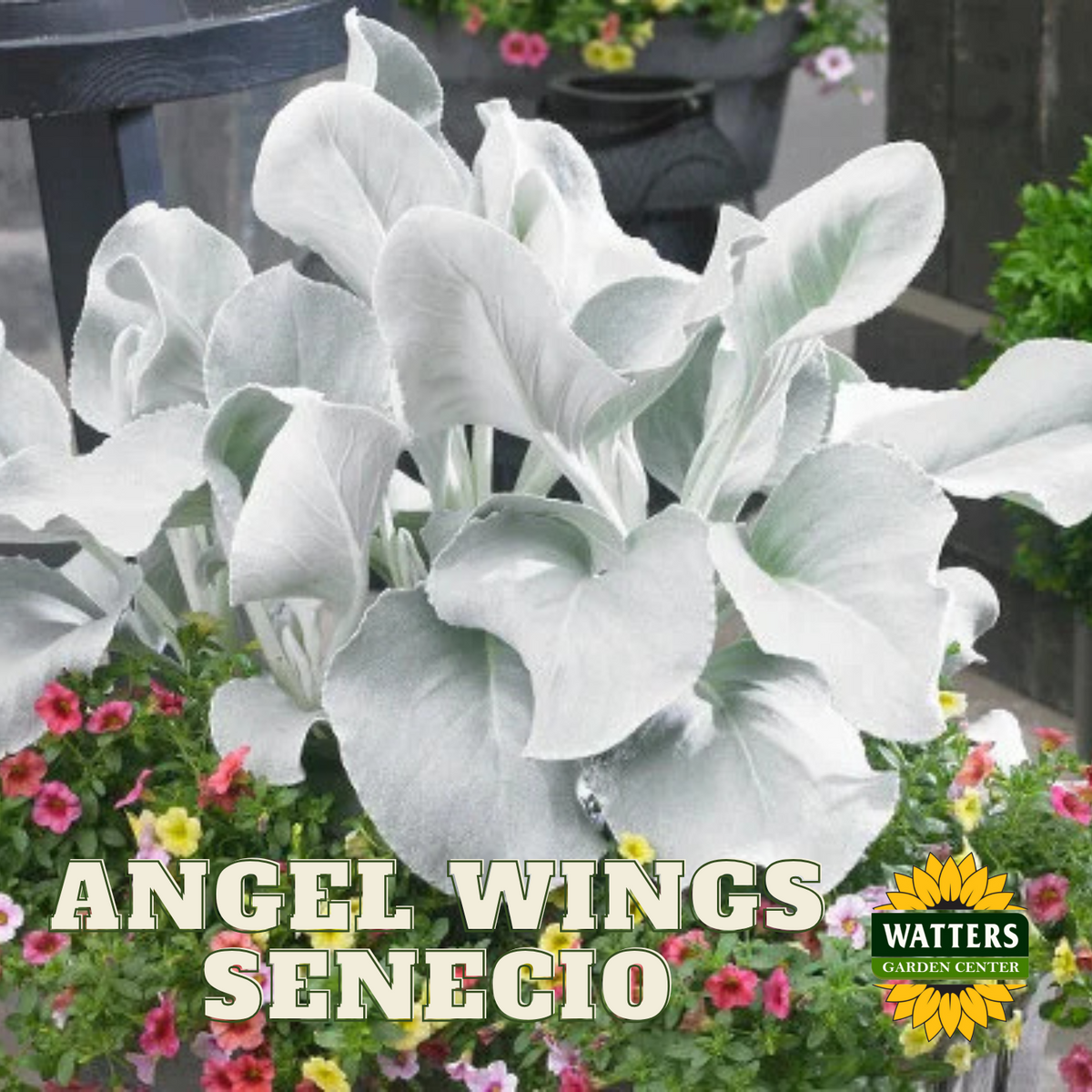 ANGEL WINGS SENECIO 1 gal