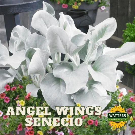 ANGEL WINGS SENECIO 1 gal