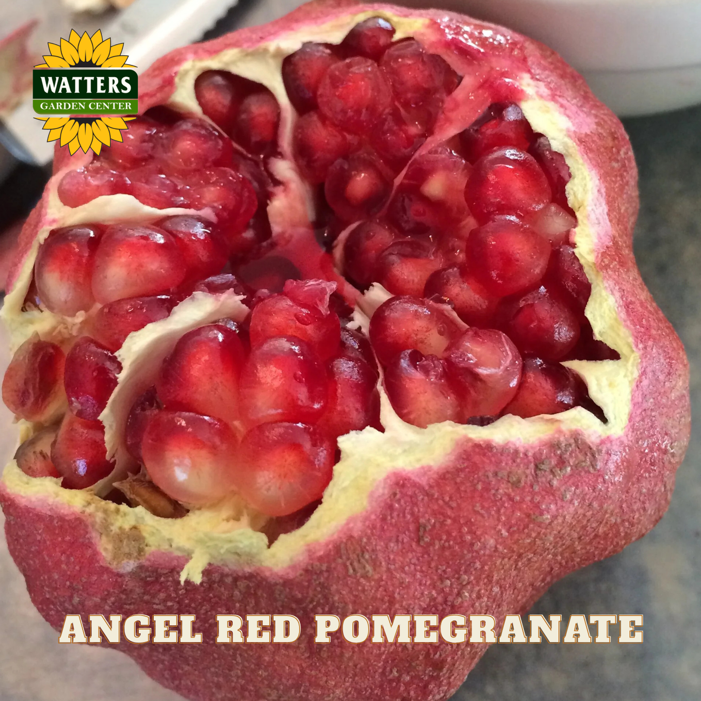 Open pomegranate with visible seeds and 'Watters Garden Center' logo.