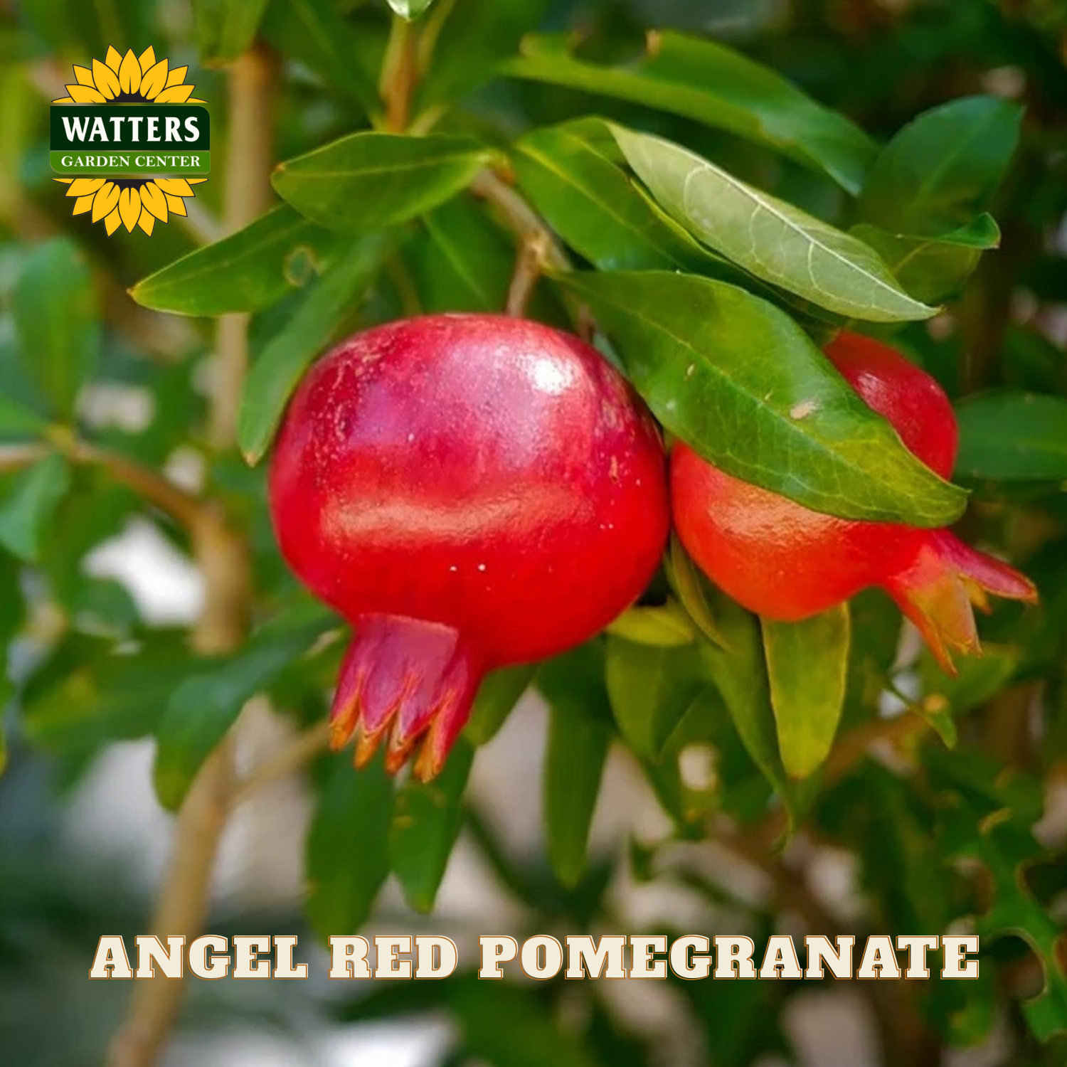 Two red pomegranates on a branch with green leaves, labeled 'Angel Red Pomegranate' and 'Watters Garden Center'.