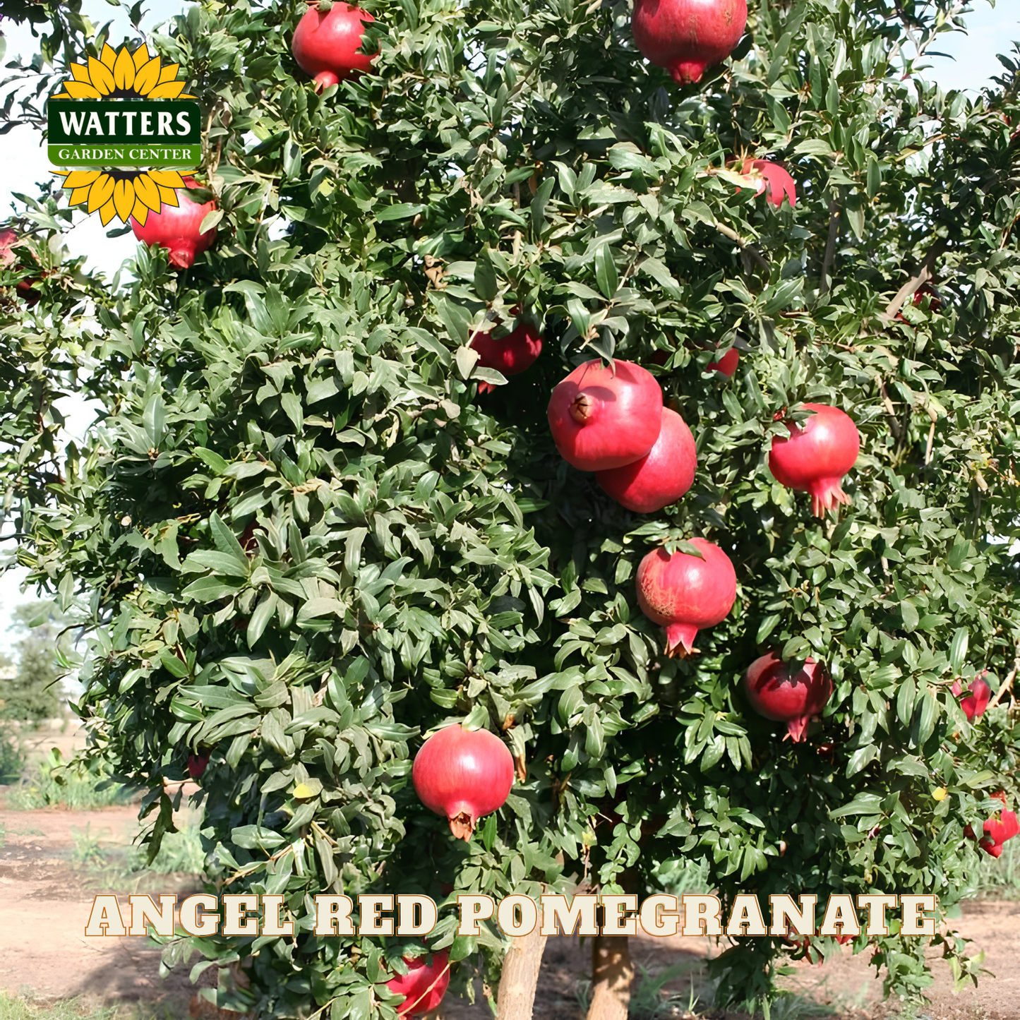 Pomegranate tree with red pomegranates and Watters Garden Center logo.