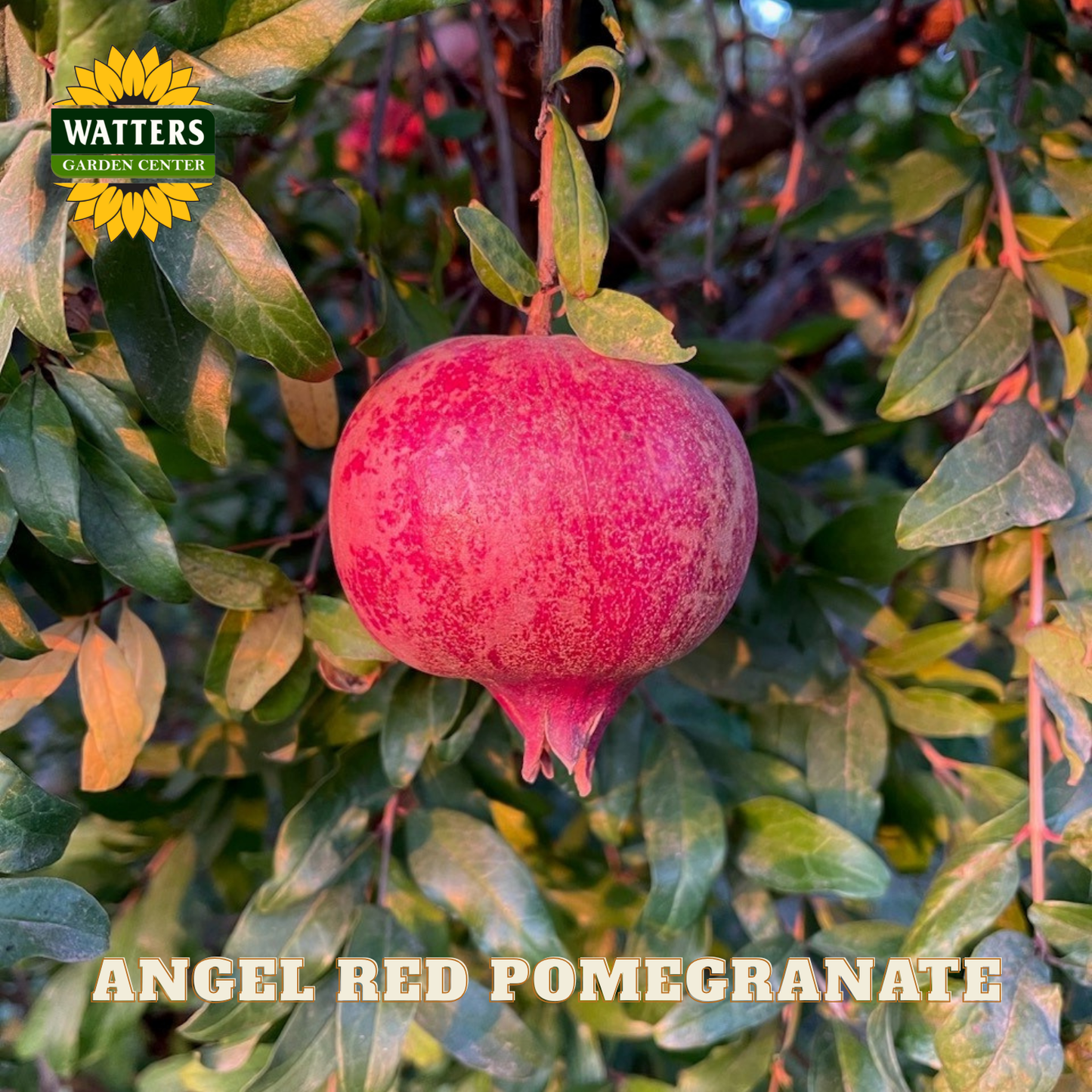 Angel Red Pomegranate on a tree with Watters Garden Center branding.