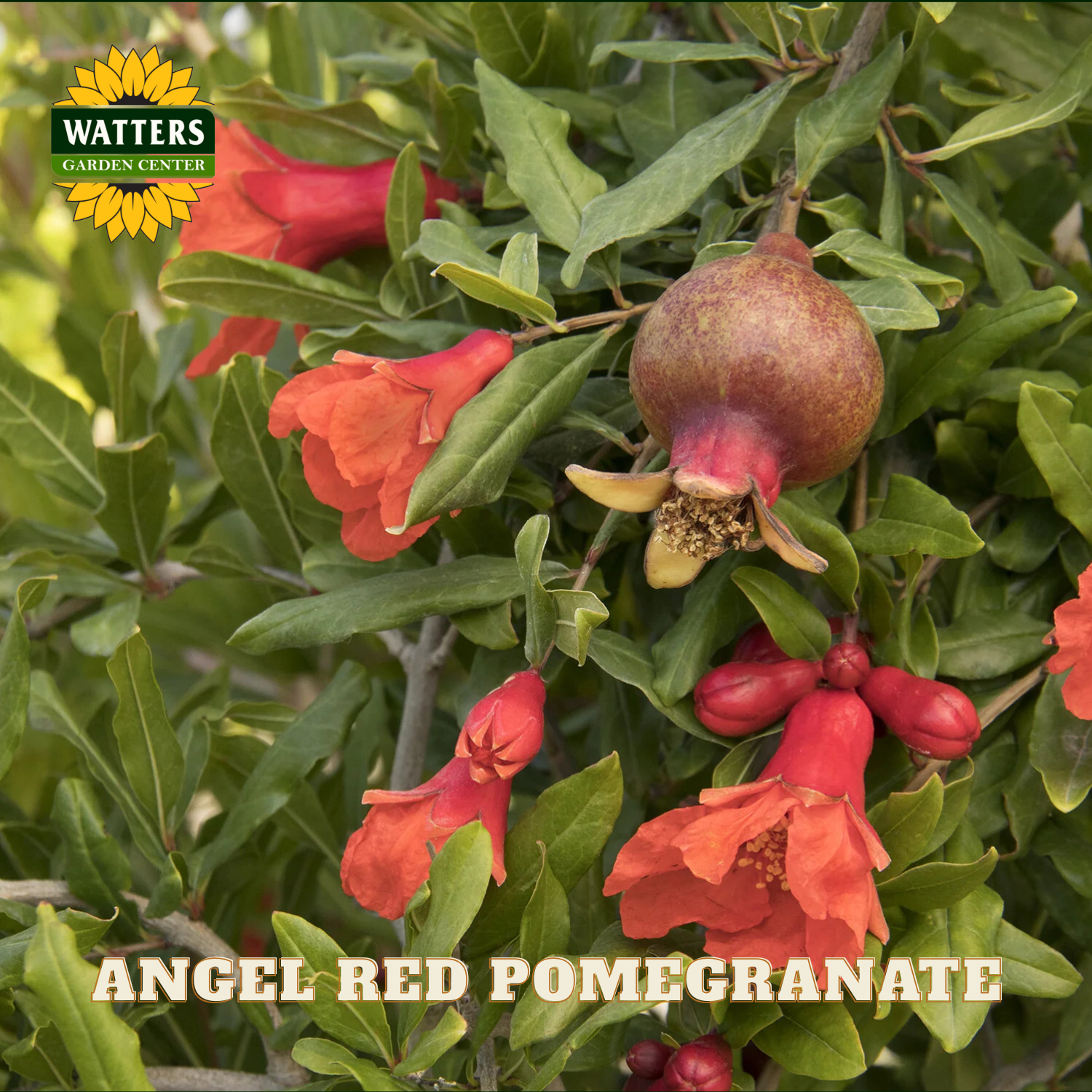 Pomegranate plant with red flowers and fruit, labeled 'Angel Red Pomegranate' with Watters Garden Center branding.