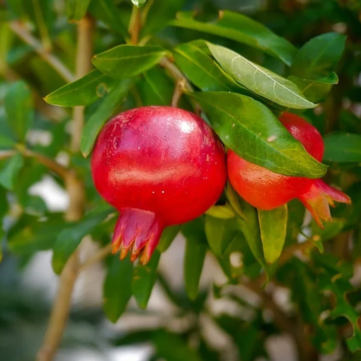Two red pomegranates hanging from a tree with green leaves.