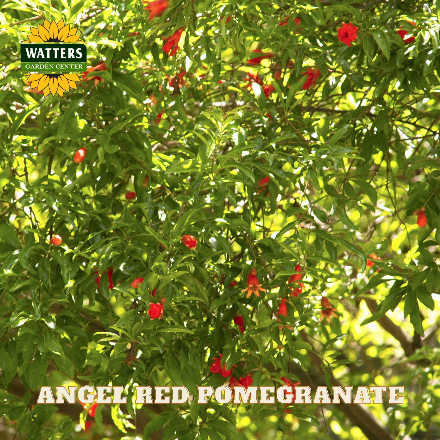 Tree with red flowers and green leaves, labeled 'Watters Garden Center' and 'Angel Red Pomegranate'.