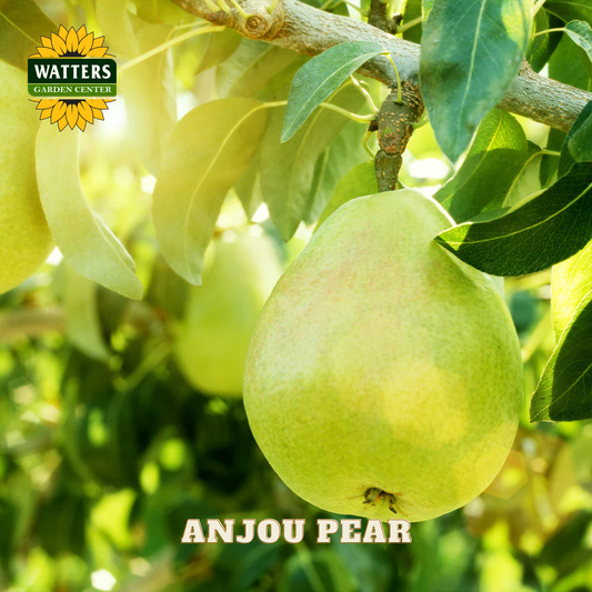 Anjou pear hanging from a tree with Watters Garden Center logo.