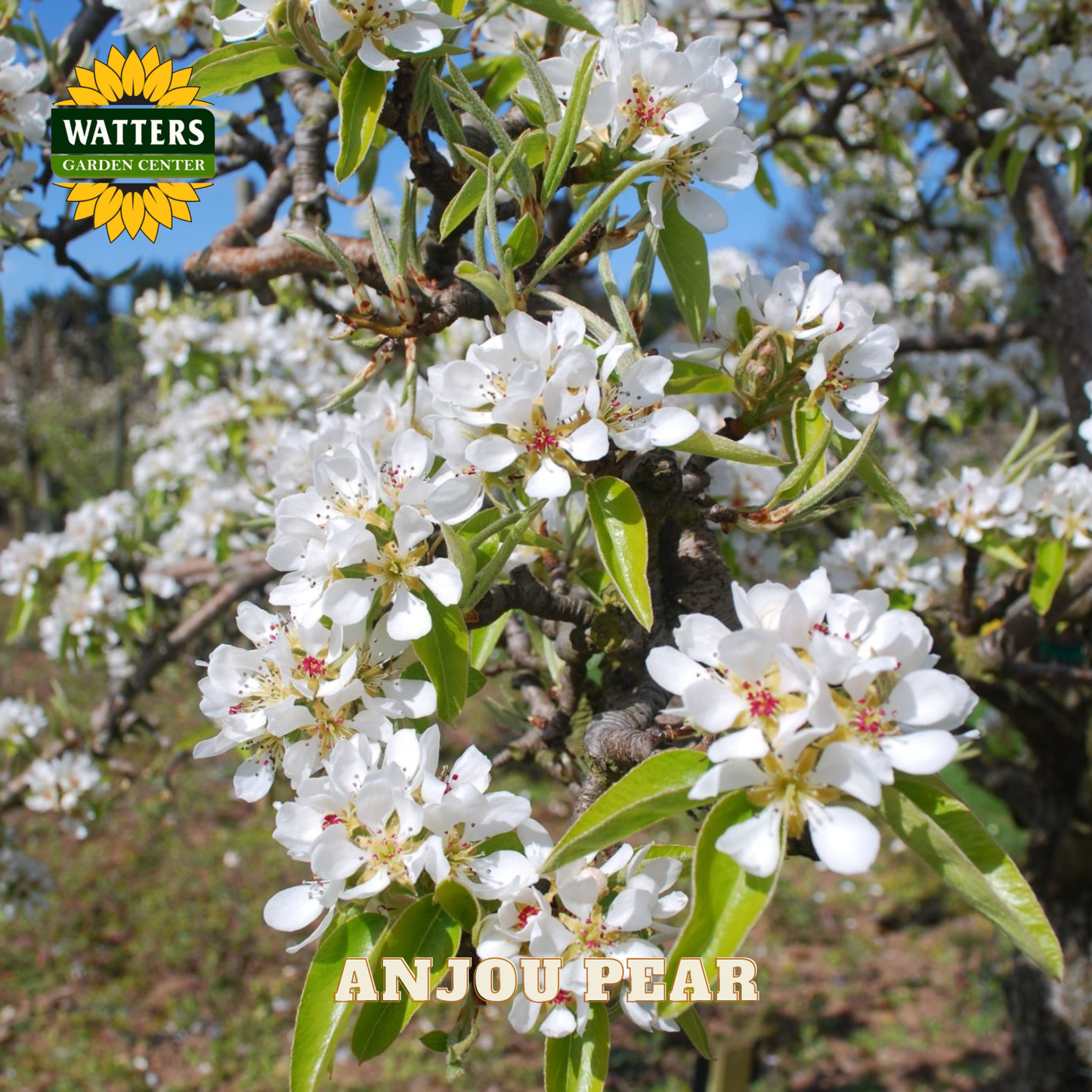Anjou pear tree with white flowers and green leaves, branded with Watters Garden Center.