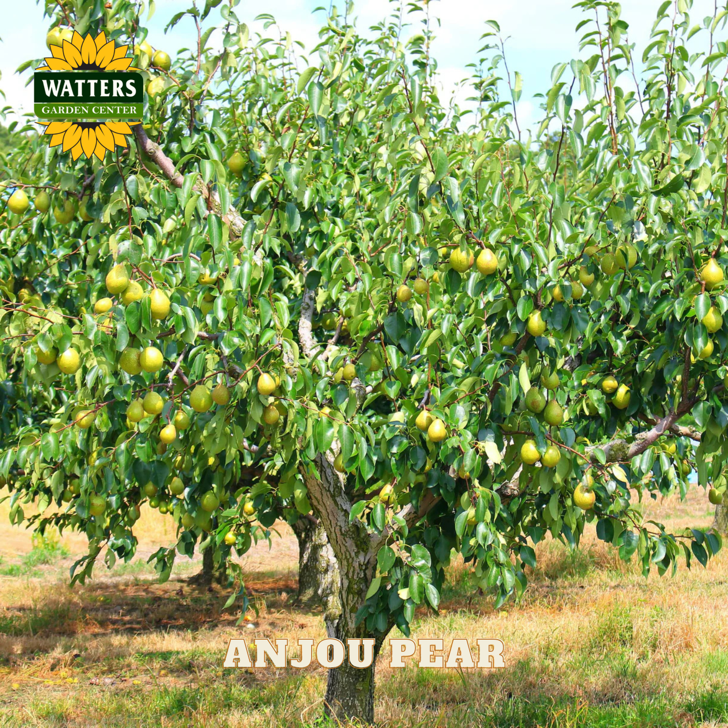 Anjou pear tree with Watters Garden Center logo