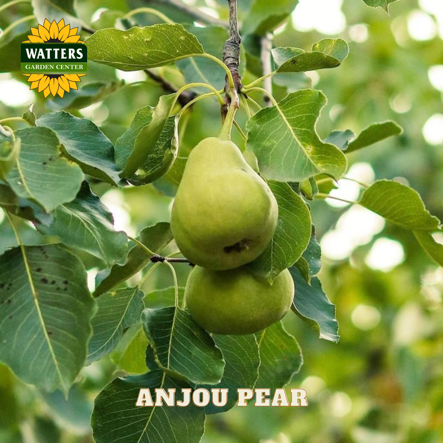 Anjou pear on a tree branch with Watters Garden Center logo.