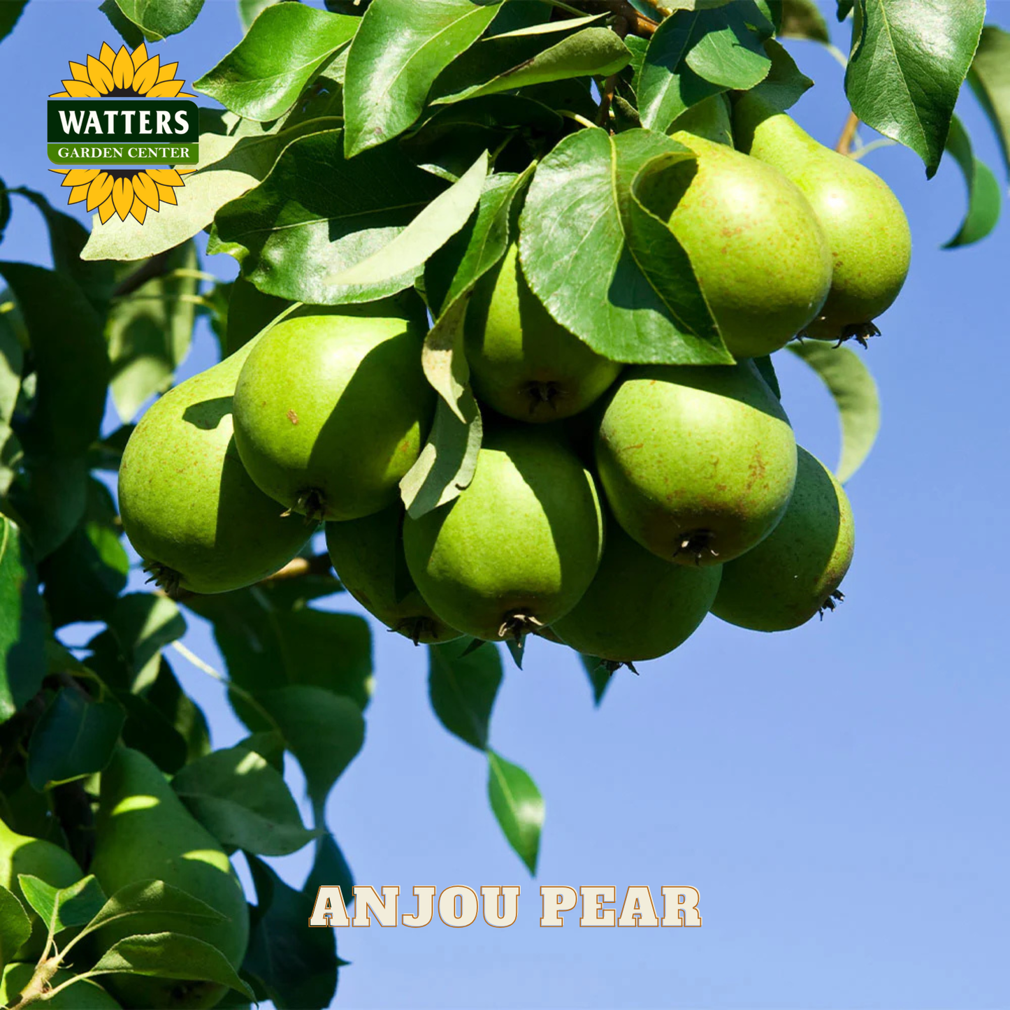 Green Anjou pears hanging from a tree with Watters Garden Center logo.