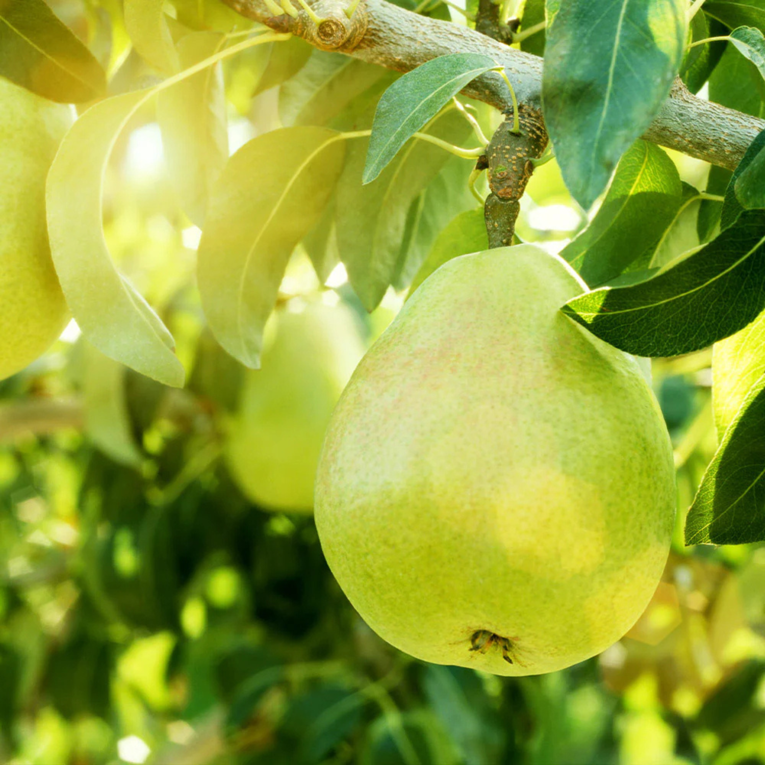 Green pear hanging from a tree branch with leaves.