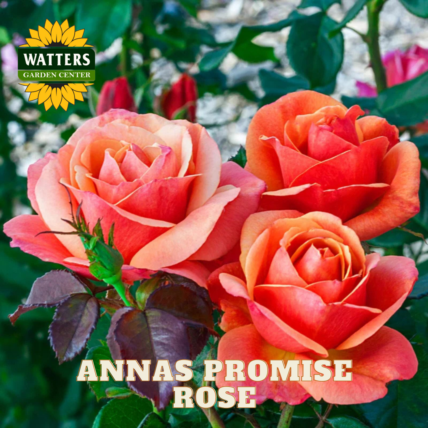 Three 'Anna's Promise' roses with Watters Garden Center logo in the corner.