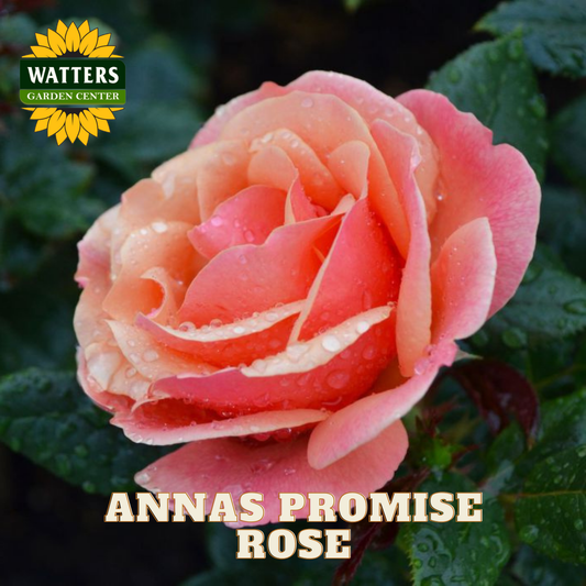Pink rose with water droplets on leaves, labeled 'Anna's Promise Rose' with Watters Garden Center logo.